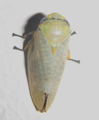 Ptyelus