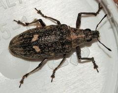 Polyclaeis longicornis