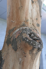 Eriococcus lagerstroemiae