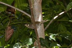 Microptilotis imitatrix