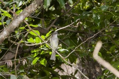 Pachycephala simplex