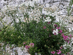 Achillea ptarmicifolia