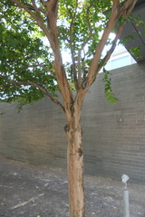 Eriococcus lagerstroemiae