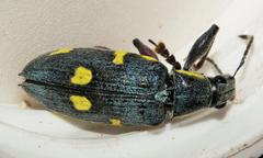 Polyclaeis longicornis