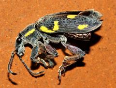 Polyclaeis longicornis