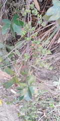 Galium canescens