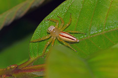 Telamonia dimidiata
