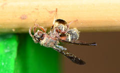 Leucospidae