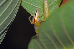 Telamonia dimidiata