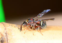 Leucospidae