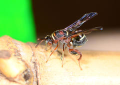 Leucospidae