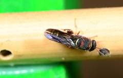 Leucospidae
