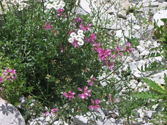 Achillea ptarmicifolia