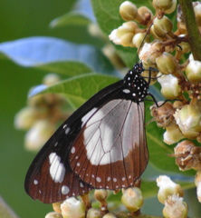 Amauris ochlea ochlea