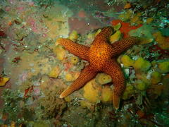 Fromia schultzei