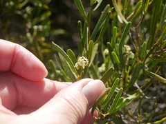 Geijera linearifolia