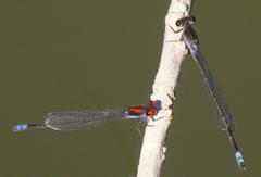 Pseudagrion hamoni