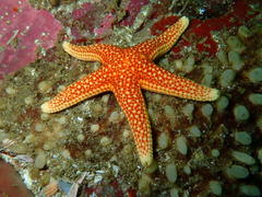 Fromia schultzei