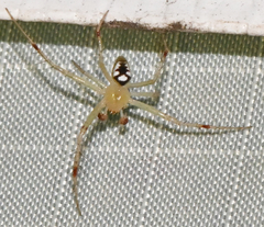Araneus guttulatus