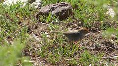 Cisticola fulvicapilla fulvicapilla