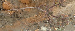 Oedera imbricata