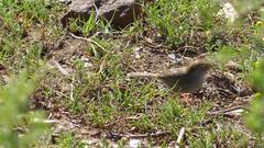 Cisticola fulvicapilla fulvicapilla