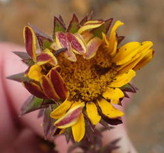 Oedera imbricata