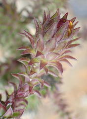 Oedera imbricata