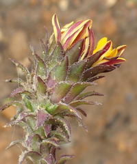 Oedera imbricata