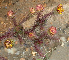Oedera imbricata