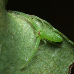 Cetratus