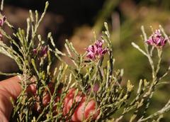 Amphithalea muraltioides