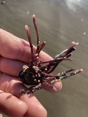 Ahnfeltiopsis linearis