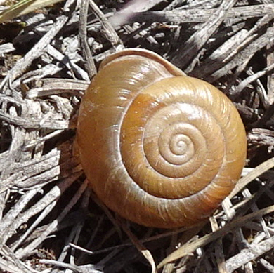 Jemez Woodlandsnail
