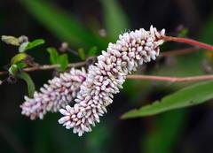 Persicaria madagascariensis