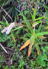 Persicaria madagascariensis