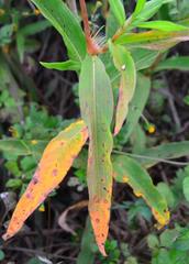 Persicaria madagascariensis