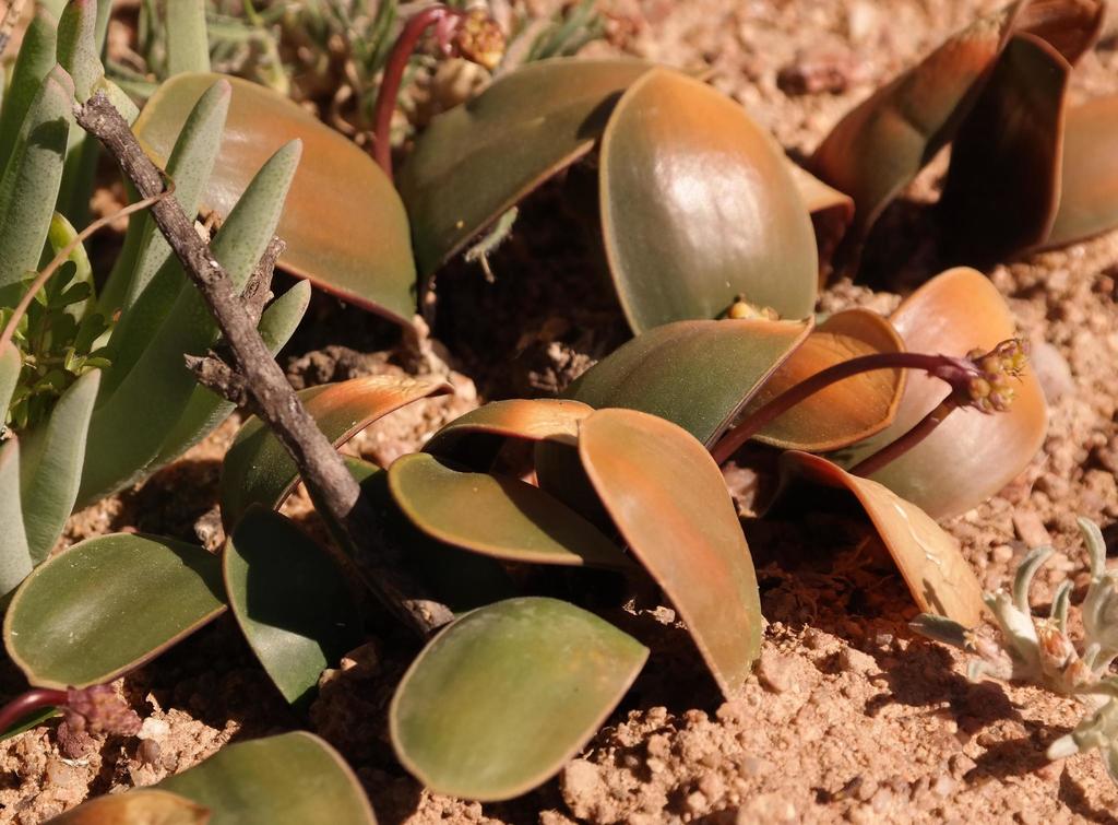 Drimia pulchromarginata