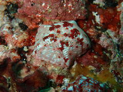 Parvulastra dyscrita