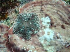 Parvulastra dyscrita