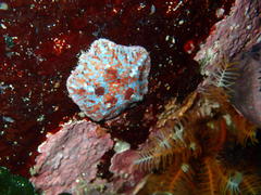 Parvulastra dyscrita