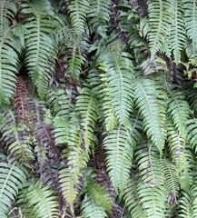 Cranfillia vulcanica