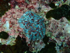 Parvulastra dyscrita