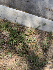 Convolvulus angustissimus