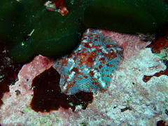 Parvulastra dyscrita