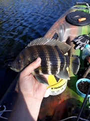 Heterotilapia buettikoferi