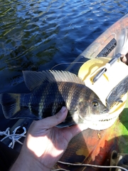 Heterotilapia buettikoferi