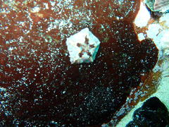 Parvulastra dyscrita