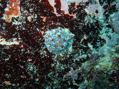 Parvulastra dyscrita