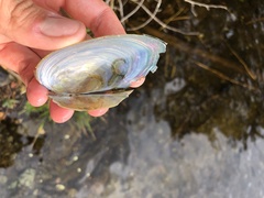 Pyganodon lacustris